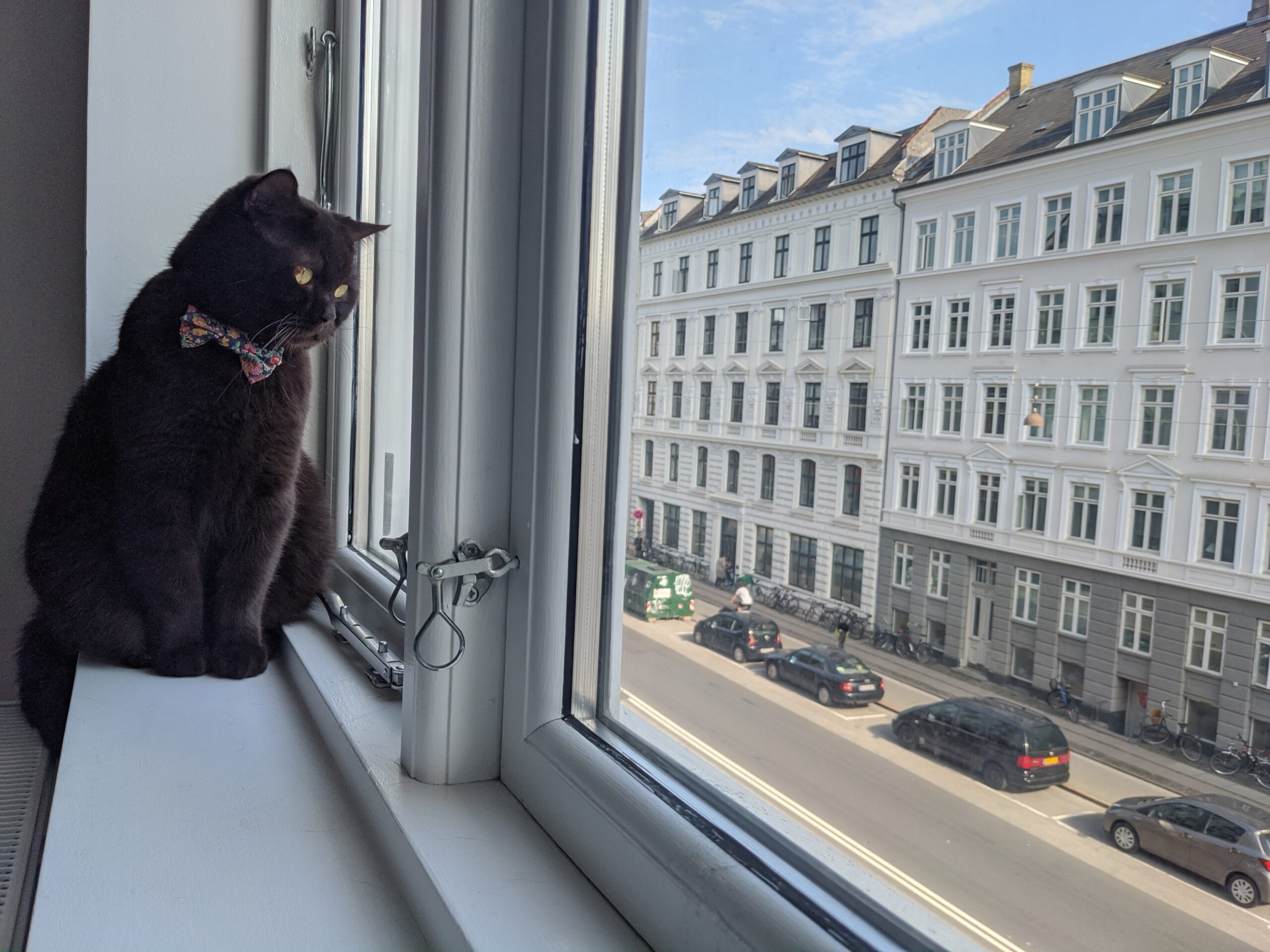 Cat Copenhagen Contemplation